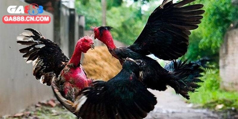 Nuôi dưỡng gà chọi con tốt giúp tối ưu chi phí