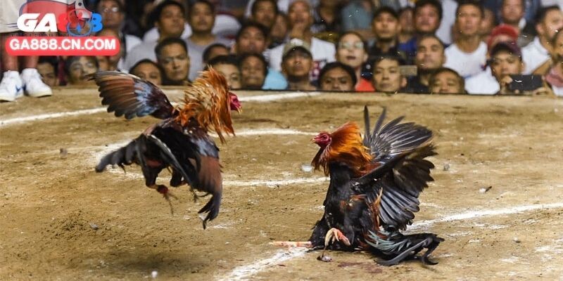 Cách Nuôi Gà Đá Hiệu Quả Với Nhiều Bí Quyết Thực Tế