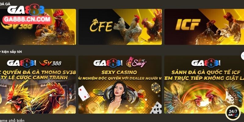 Đá gà bình luận ngày càng khẳng định sức hút