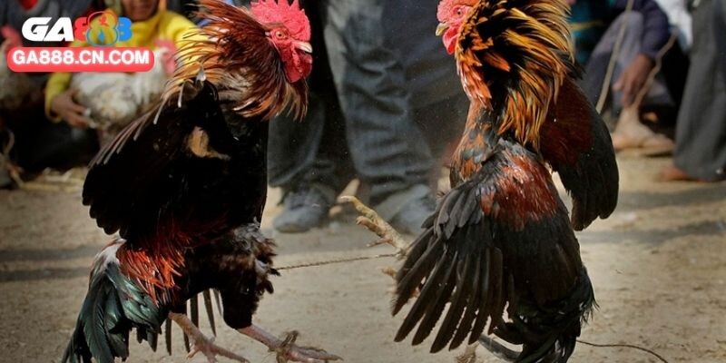 Gà đá đòn độc nổi tiếng với lối đánh hiểm
