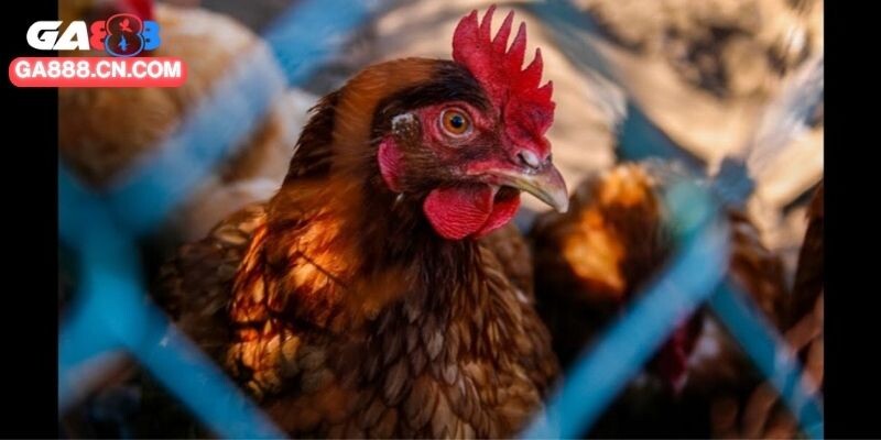 Coi ngày đẹp giúp an tâm trước giờ ra trận